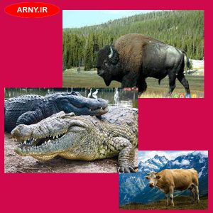 شستشوی لباس چرم 3 شستشوی لباس چرم