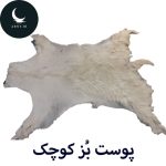 پوست بز کوچک