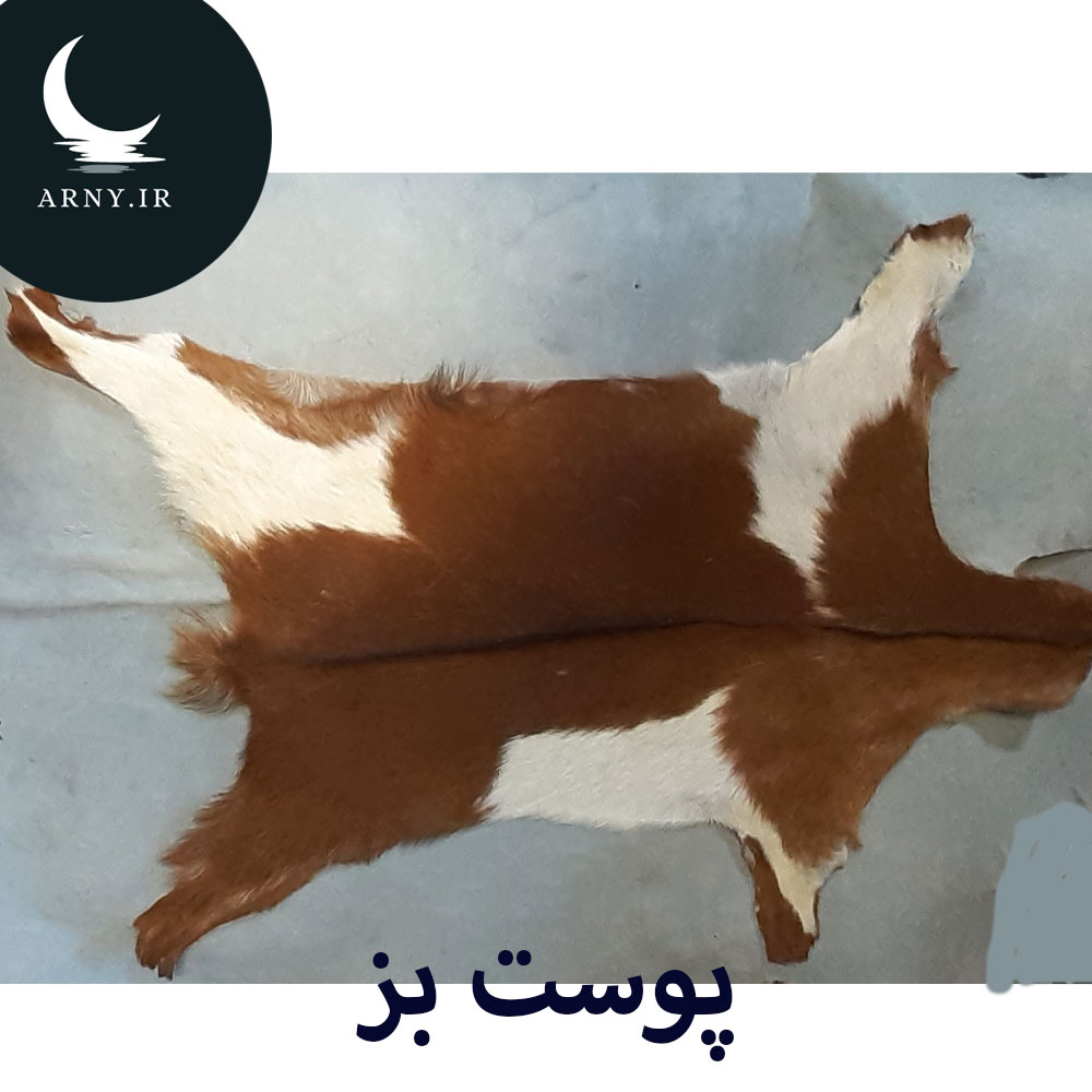 پوست بز قهوه ای سفید پوست بز قهوه ای سفید