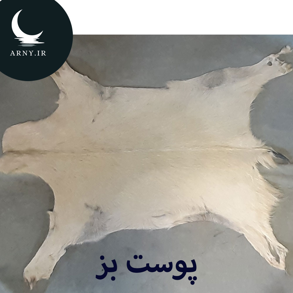 پوست بز سفید پوست بز سفید