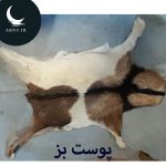 پوست بز قشنگ