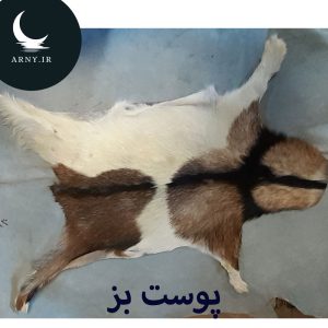 پوست بز قشنگ
