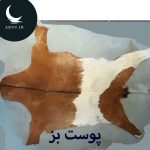 پوست بز قهوه ای کمر سفید