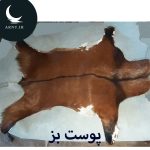 پوست بز قهوه ای سوخته خط کمر مشکی