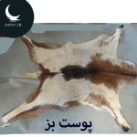 پوست بز سفید قشنگ