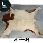 پوست بز سفید دور قهوه ای