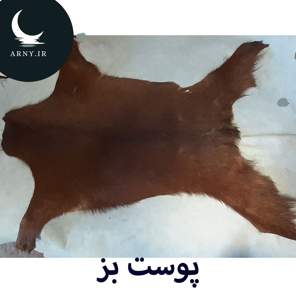 پوست بز قهوه ای پوست بز قهوه ای
