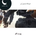 پوست گاو بزرگ جذاب - Image 2