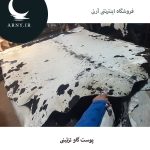 پوست گاو بزرگ سفید کد 1203 - Image 3