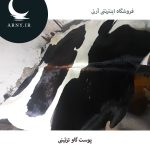 پوست گاو بزرگ جذاب کد 101 - Image 4