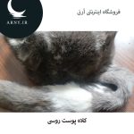 کلاه پوست روسی دُمدار  HM1 - Image 4