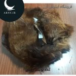 کلاه پوست روسی   HG16 - Image 4