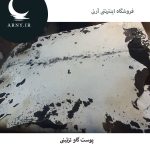 پوست گاو بزرگ سفید کد 1203 - Image 4