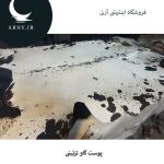 پوست گاو سفید کمی مشکی