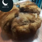 کلاه پوست روسی