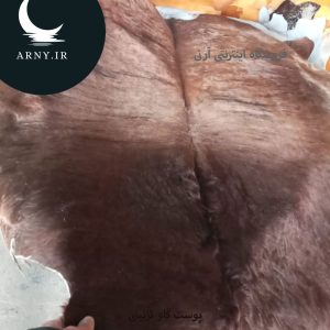 پوست گاو