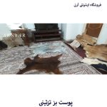 پوست بز بزرگ جذاب بینظیر کد B2 - Image 12