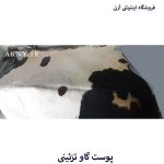 پوست گاو سفید سر مشکی کد A6 - Image 4