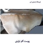 پوست گاو شیری کد A5 - Image 5