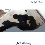 پوست گاو سفید سر مشکی کد A6 - Image 5