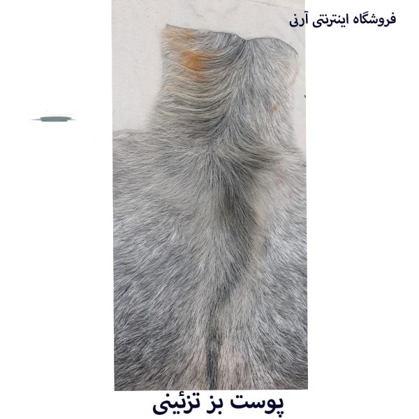 پوست بز بزرگ جذاب بینظیر کد B2 - Image 4