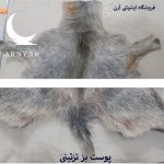 پوست بز بزرگ جذاب بینظیر کد B2 - Image 8