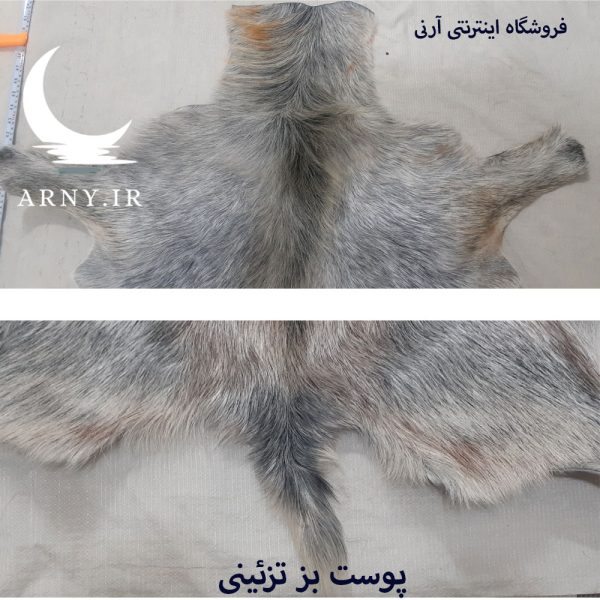 پوست بز بزرگ جذاب بینظیر کد B2 - Image 8