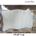 پوست گوسفند سفید کدN9 - Image 4