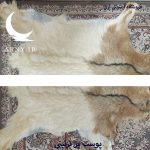 پوست بز شیری جذاب کد B2/2 - Image 3