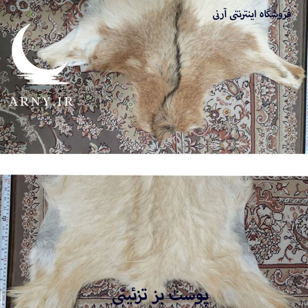 پوست بز شیری جذاب کد B2/2 - Image 4