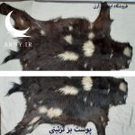 پوست بز  مشکی خال سفید کد B13/10 - Image 2