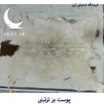 پوست بز  سفید سر قهوه ای کد B13/13 - Image 2