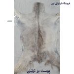 پوست بز  سفید خاکستری کد B13/7 - Image 3