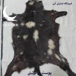 پوست بز  مشکی خال سفید کد B13/10 - Image 3