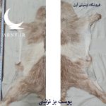 پوست بز  دورنگ جذاب کد B13/9 - Image 3