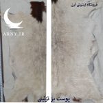 پوست بز  سفید سر قهوه ای کد B13/13 - Image 3