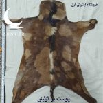 پوست بز قهوه ای خال خالی کد B13/2 - Image 2