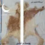 پوست بز قهوه ای سفید کد B13/4 - Image 2