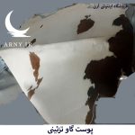پوست گاو سفید کمی قهوه ای  کد A10 - Image 3