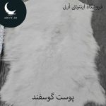 پوست گوسفند کوچک
