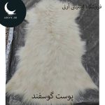 پوست گوسفند کوچک