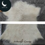 پوست گوسفند کوچک