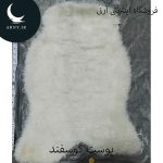 پوست گوسفند کوچک