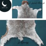 پوست بز زیبا کد BBB2