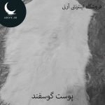 پوست گوسفند کوچک