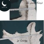 پوست بز بزرگ محشر کد BBB3